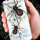 Spider in your phone