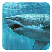 Акулы 3D - Живые обои